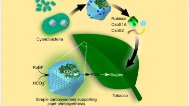 Illustration showing how cyanobacteria and carboxysomes support photosynthesis in a tobacco plant, detailing the flow of molecules like CO2 and sugars.