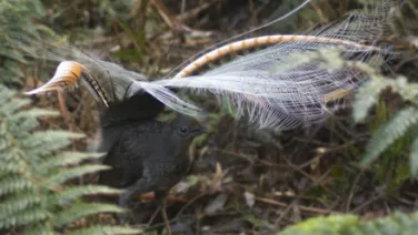 A lyrebird displaying its spectacular tail feathers in a forest setting.