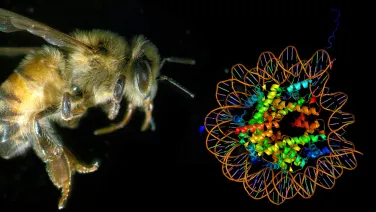 A close-up of a bee on the left and a colorful 3D model of a molecular structure on the right.