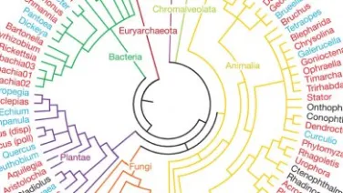 A circular phylogenetic tree diagram showing the relationships among various life forms including Bacteria, Archaea, and Eukaryota, with colored branches denoting different groups.