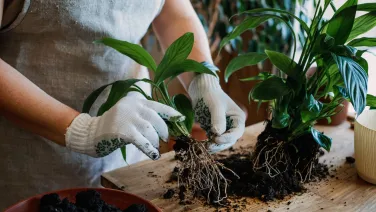 A person wearing gloves repotting houseplants on a wooden table surrounded by soil and pots.
