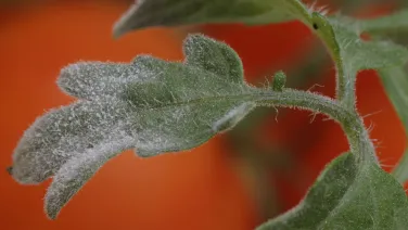Close-up of a green leaf covered in fine, white frost against a blurred orange background.