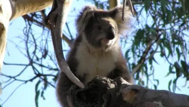 A koala perched on a branch in a eucalyptus tree.