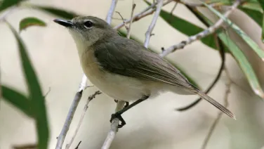 large-billed gerygone_graham winterflood_flickr_0