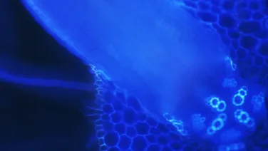 Microscopic view of plant cells highlighted in blue, showing detailed cell structures and textures.