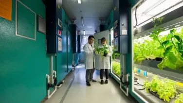 Two people looking at a plant in a lab