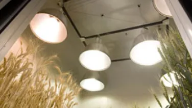 wheat-in-CEF-through-door%28c%29Belinda-Pratten